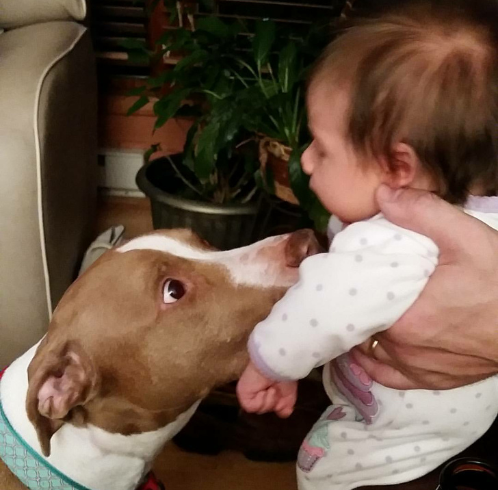 Un caine care intalneste pentru prima data copilul stapanilor