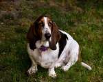 Basset Hound