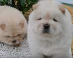 Chow Chow
