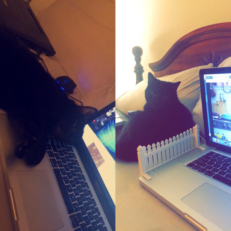 "Pisica statea mereu pe tastatura, iar prietenul meu a venit cu o solutie"