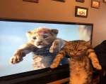 Leul din film si pisica din realitate