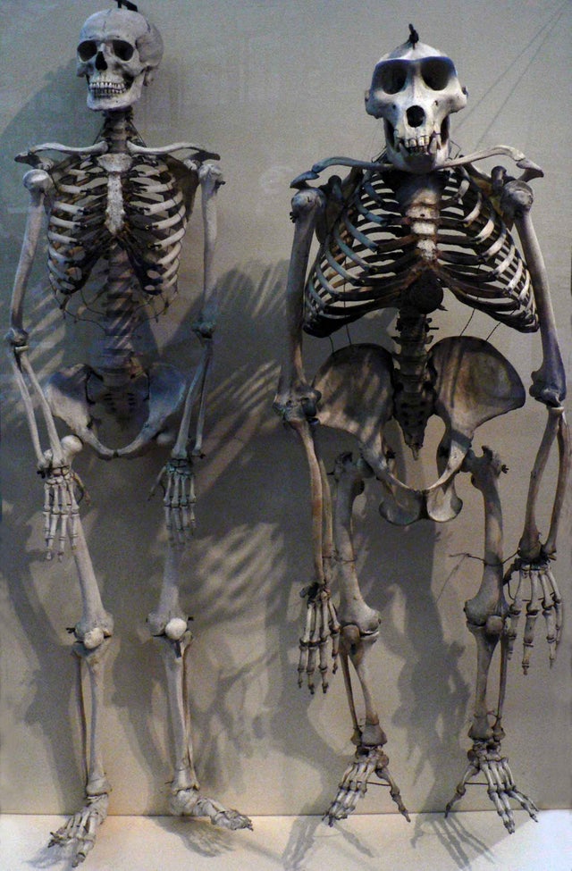 Cat de mult seamana scheletul unui om cu cel al unei gorile