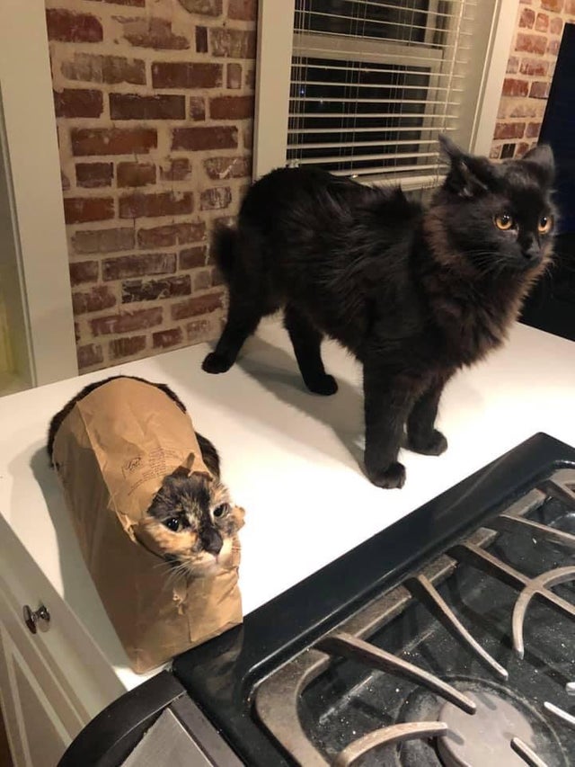 Exista doua tipuri de pisici...