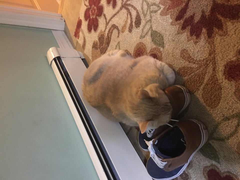 Asa dorm unele pisici