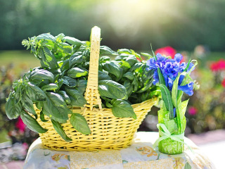 Se culeg plante de leac