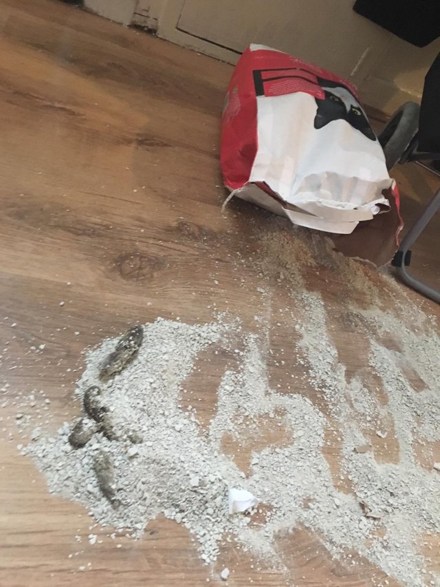 O pisica a reusit sa se descurce, chiar daca stapanul a uitat usa la toaleta inchisa toata noaptea