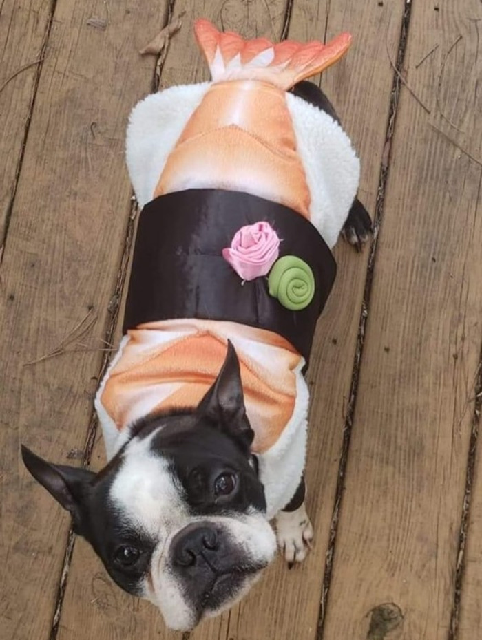 O imbracaminte interesanta pentru animalul de companie