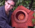 Rafflesia arnoldii - planta care miroase a cadavru in descompunere
