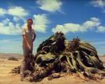 Welwitschia mirabilis - planta care se gaseste doar in Namibia