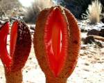 Hydnora africana - planta parazitara