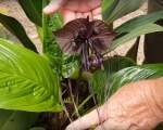 Tacca chantrieri sau floarea liliac