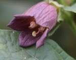 Belladonna sau cea mai mortala floare din lume
