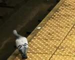Un porumbel, asteptand metroul