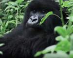 Gorila de munte (Gorilla beringei beringei)