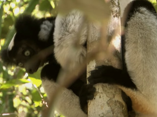 Indri (Indri indri)