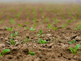 Traditie: Se incepe semanatul