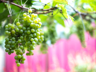 Traditie: Ce trebuie sa faca persoanele care au vii