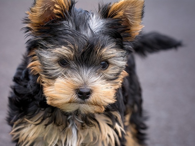 Yorkshire Terrier