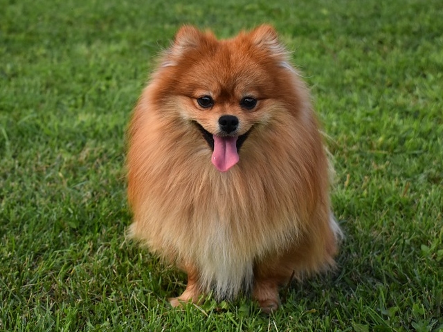Pomeranian