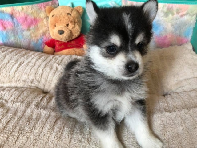 Pomsky