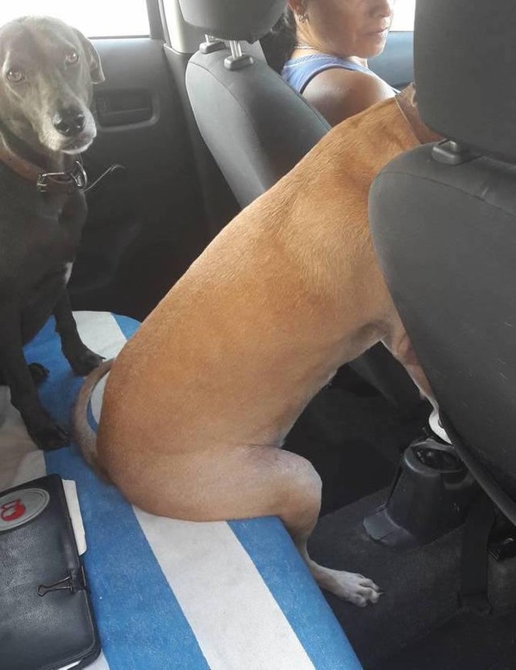 "Cainele meu sta in masina la fel ca un om."