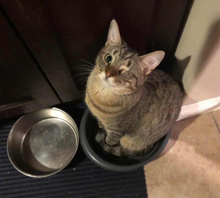 Asa le spune ea stapanilor ca nu mai are apa in bol: