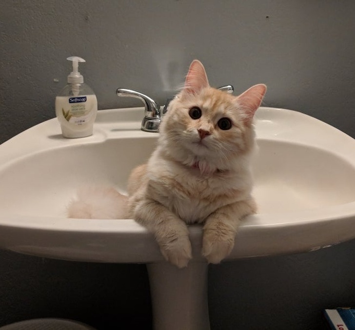 Esti sigur ca vrei sa mai folosesti toaleta acum?