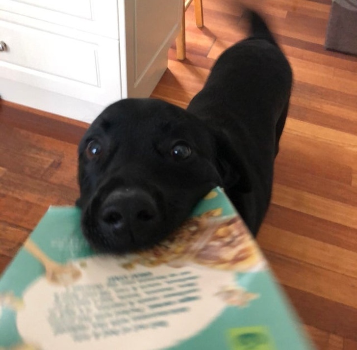 "El este Ruben. Ii place sa care lucruri pentru persoane, in special cutii."