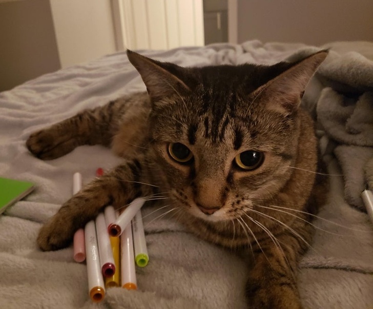 In caz ca te intrebai unde au disparut cariocile...