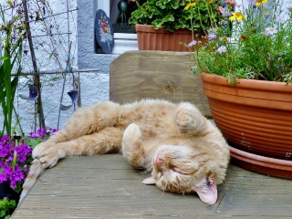 Muschii sunt paralizati