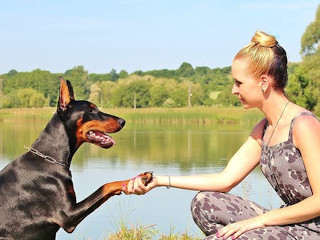 Stiu deja comenzile de dresaj