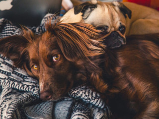 Este bine sa adopti un caine de varsta celuilalt animal de companie pe care il ai
