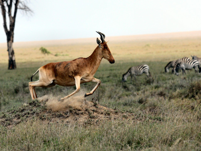 O antilopa si zebre in Tanzania