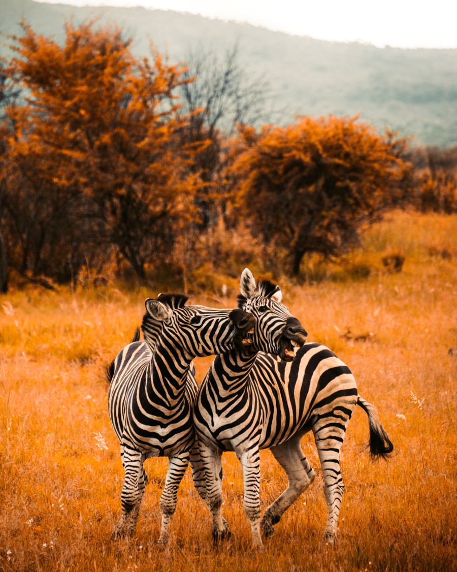 Zebre jucause in Africa de Sud