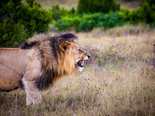 Un leu care iti da fiori