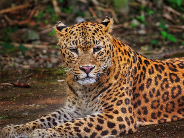 Leopard in jungla