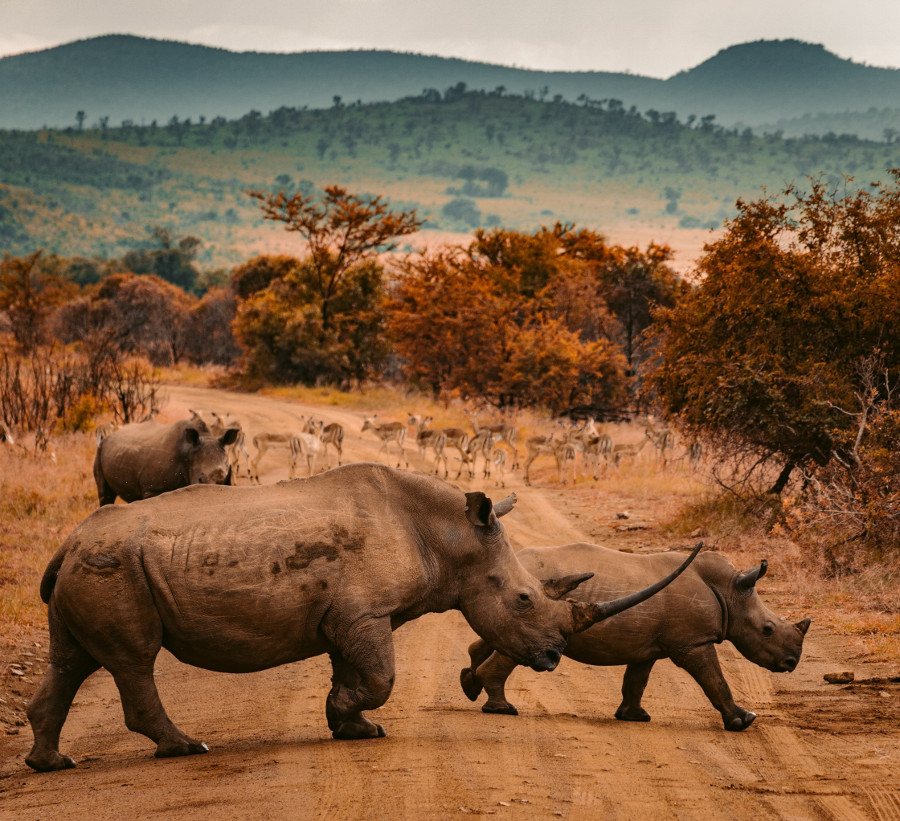 Rinoceri in Africa de Sud