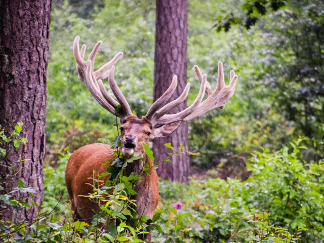 Cerbi in salbaticie