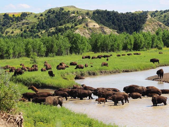 Bizoni in habitatul natural