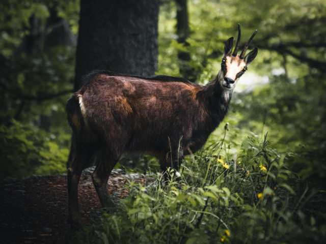 Capra neagra in Slovenia