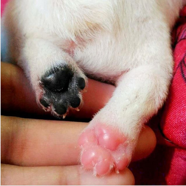 Catelusul care are "sosete" diferite