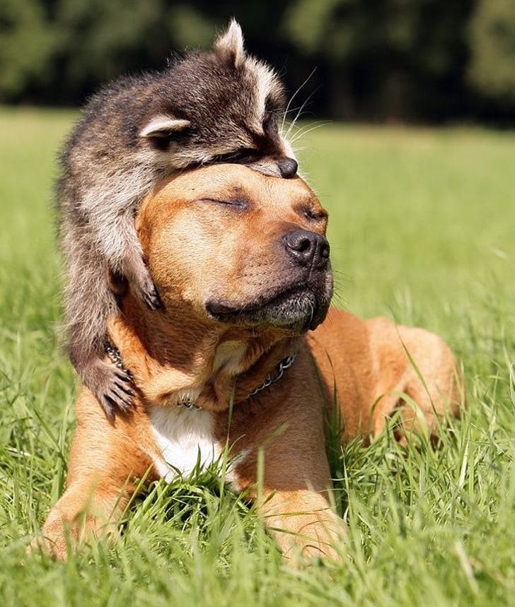 Acest catel pare sa se bucure de noua lui "caciula" blanoasa