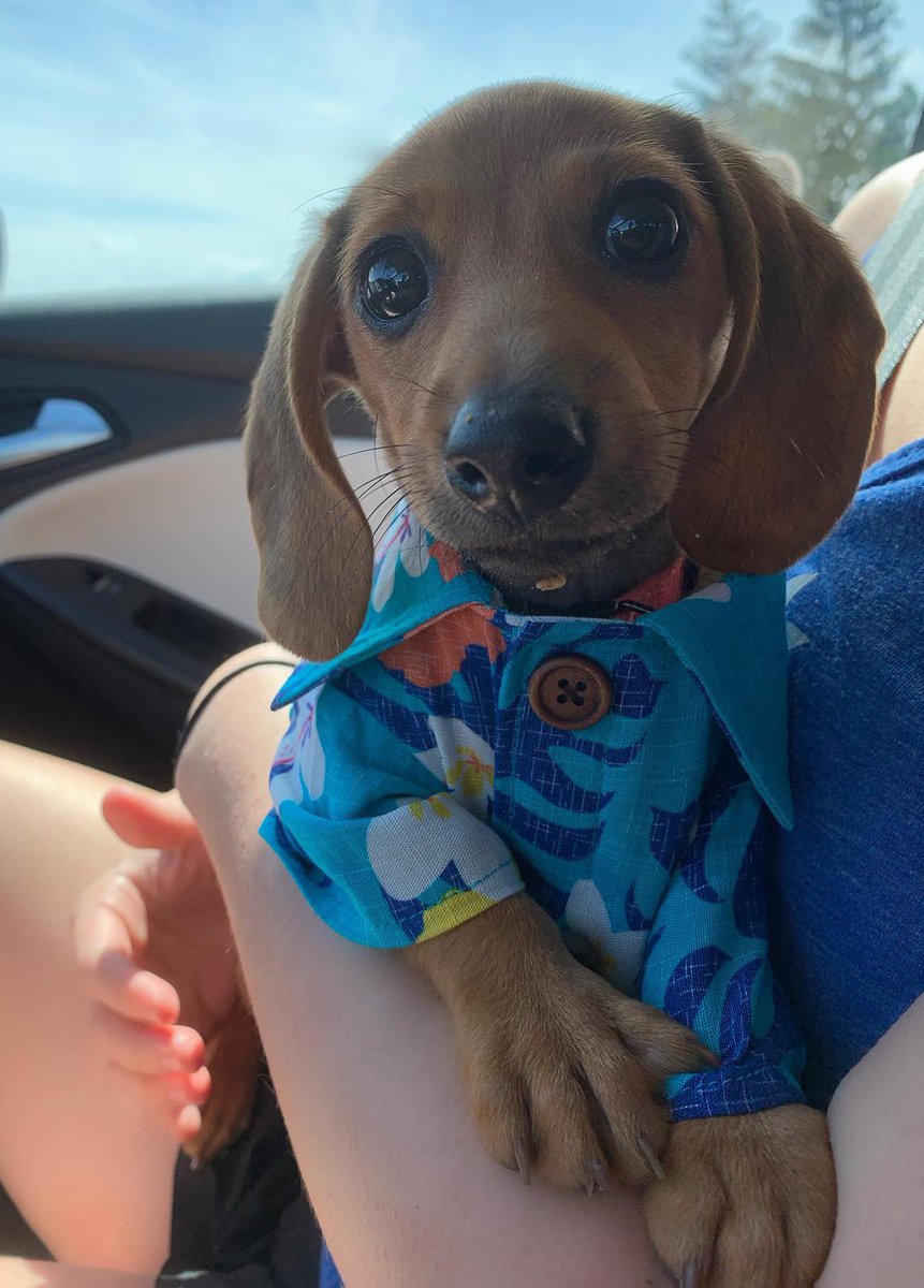 Nu ai cum sa rezisti acestei priviri!