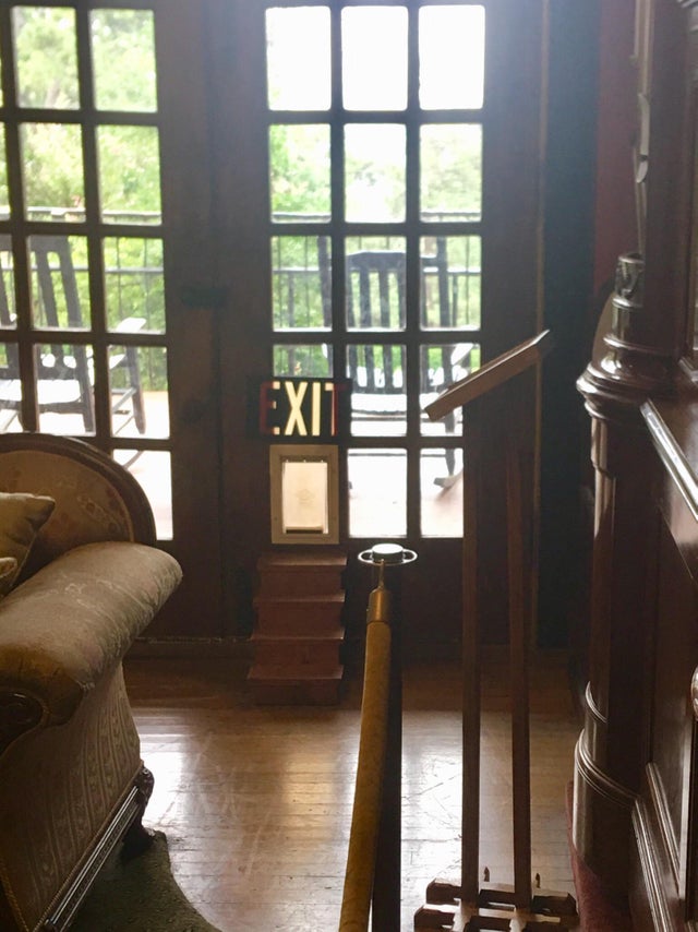 Iesire special conceputa pentru pisici