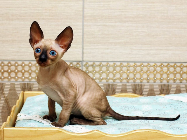 Cornish Rex