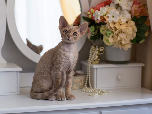 Devon Rex