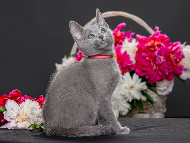 Russian Blue