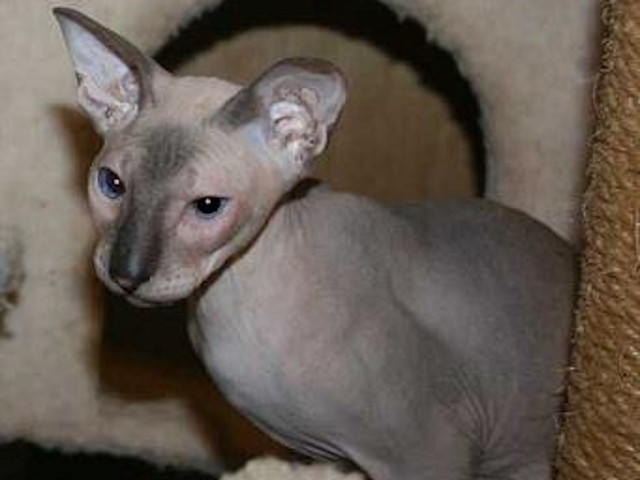 Peterbald