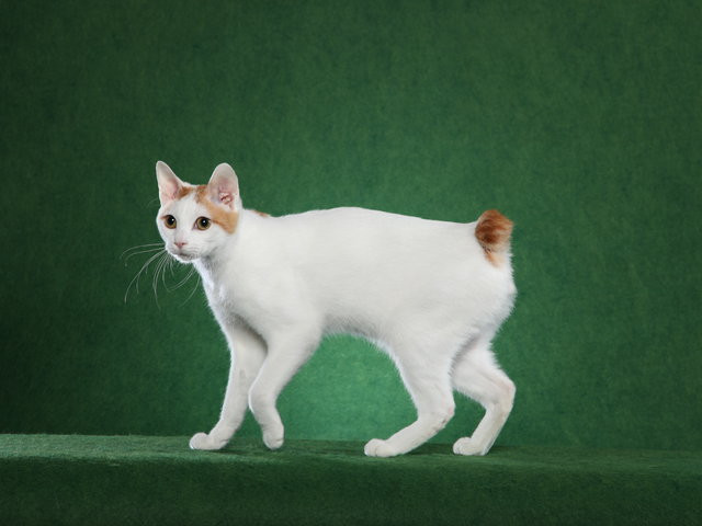 Japanese Bobtail