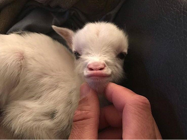 Iedutul care face cel mai adorabil "botic de rata"